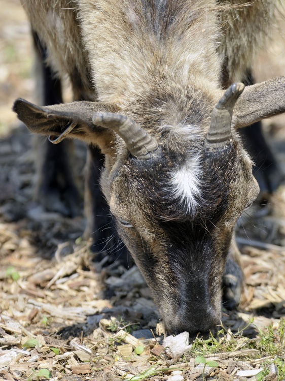 goat at farm photo 46