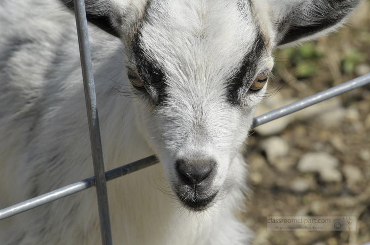 goat behind metal fence photo 33