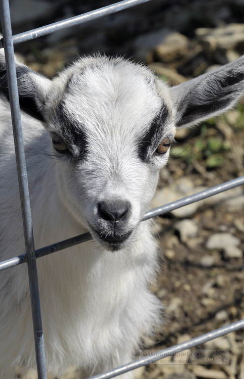 goat behind metal fence photo 35