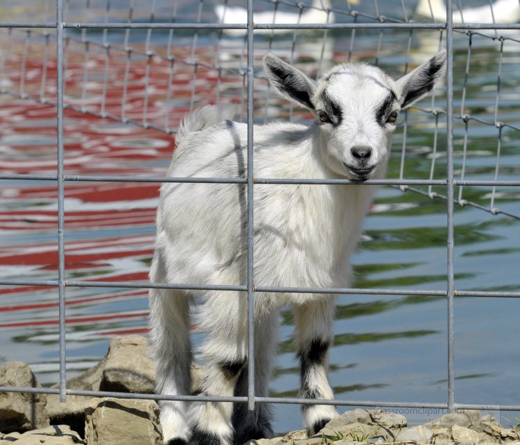 goat behind metal fence photo 36