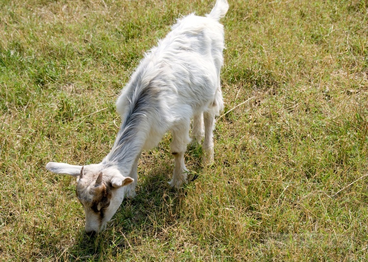 goat grazing in a grassy field on a sunny day