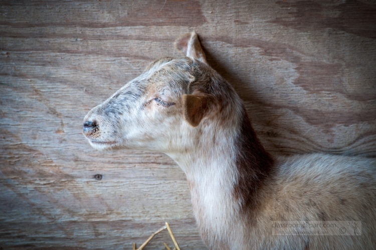 goat is standing up against a wooden wall