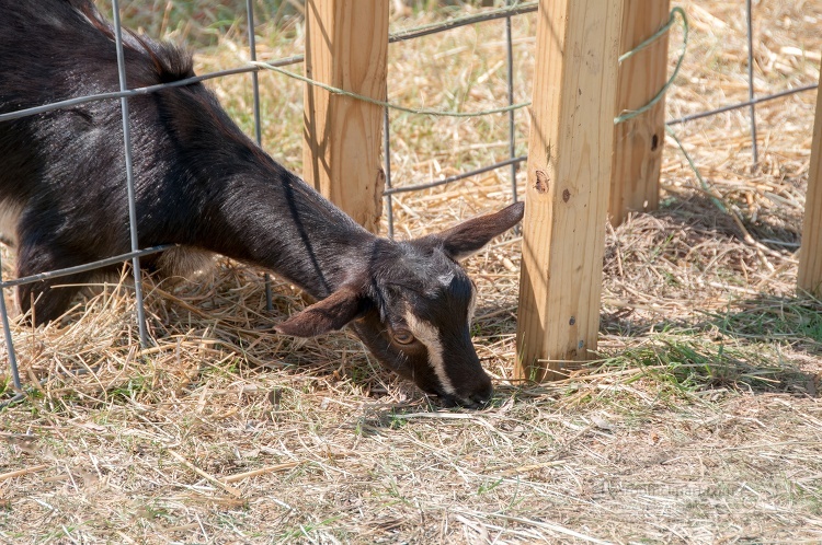 goat that is eating grass behind a fence