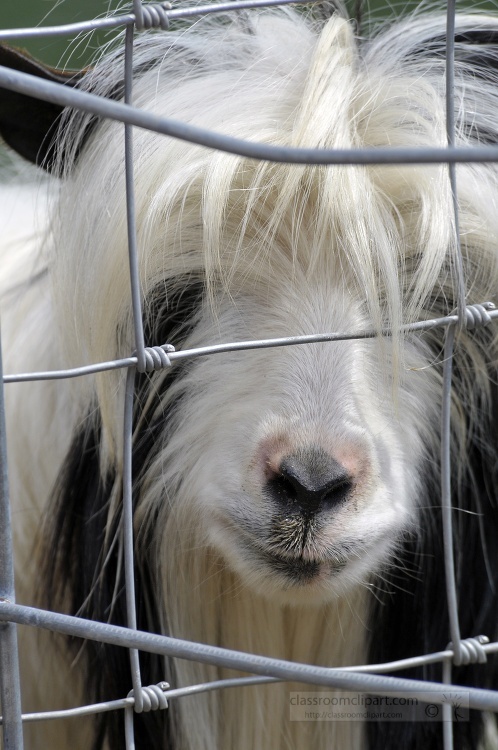 goat with long hair looking through a wire fence