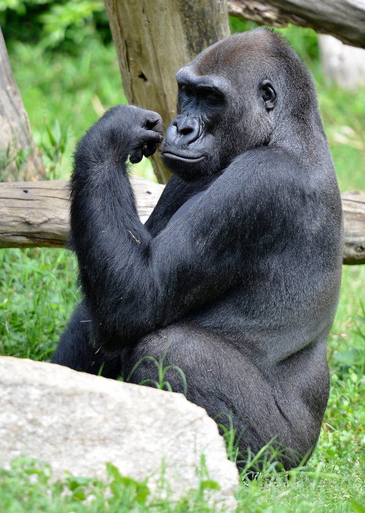 gorilla sitting near_rock