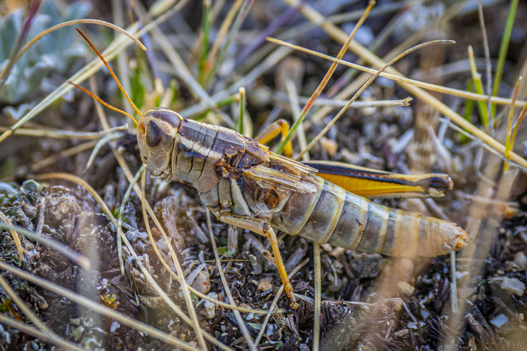 Grasshoppers in the Whitetall Mountains