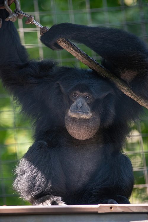 great apes siamangs