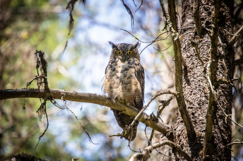 great horned owl resting on tree branch