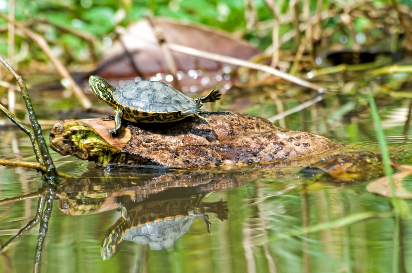 Green Turtle Costa Rica