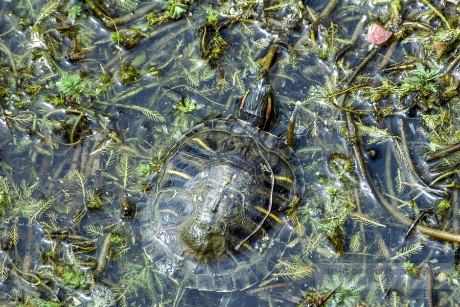 green turtle in marsh photo 154