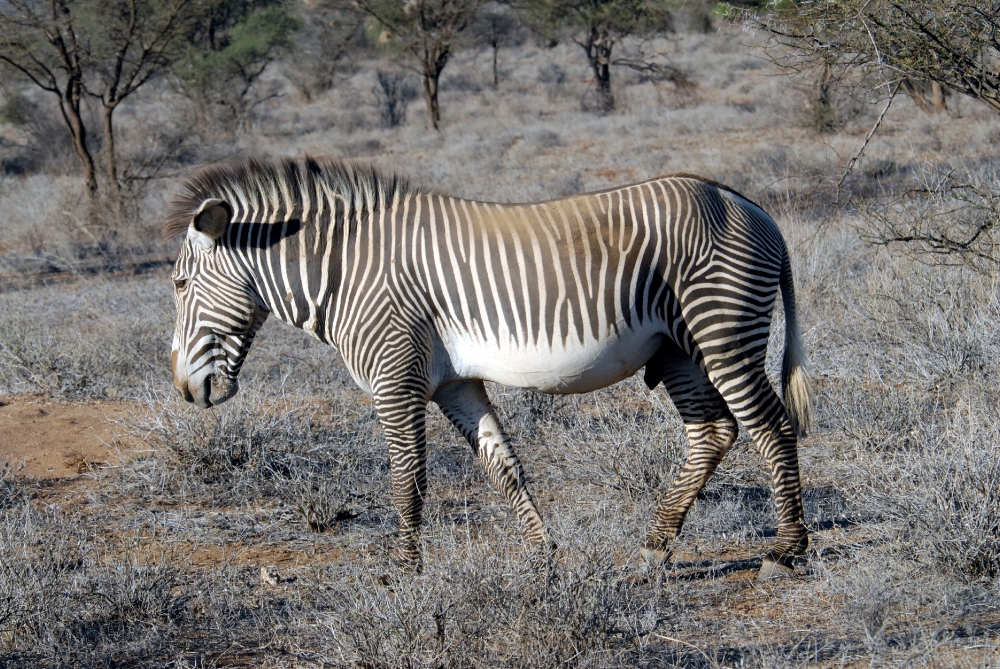 Grevys zebra stands in brush africa