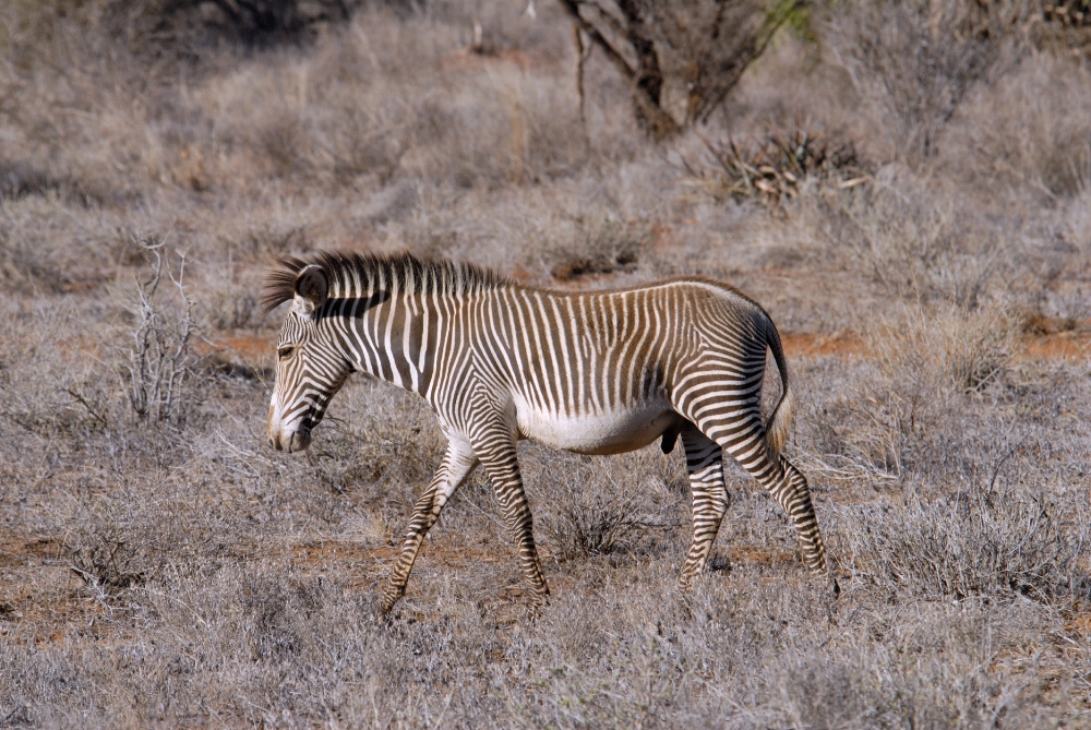 Grevys zebra walking in dry vegetaion sambur africa