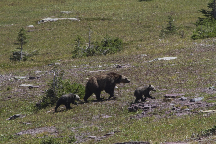 grizzly bear in meadow with cubs