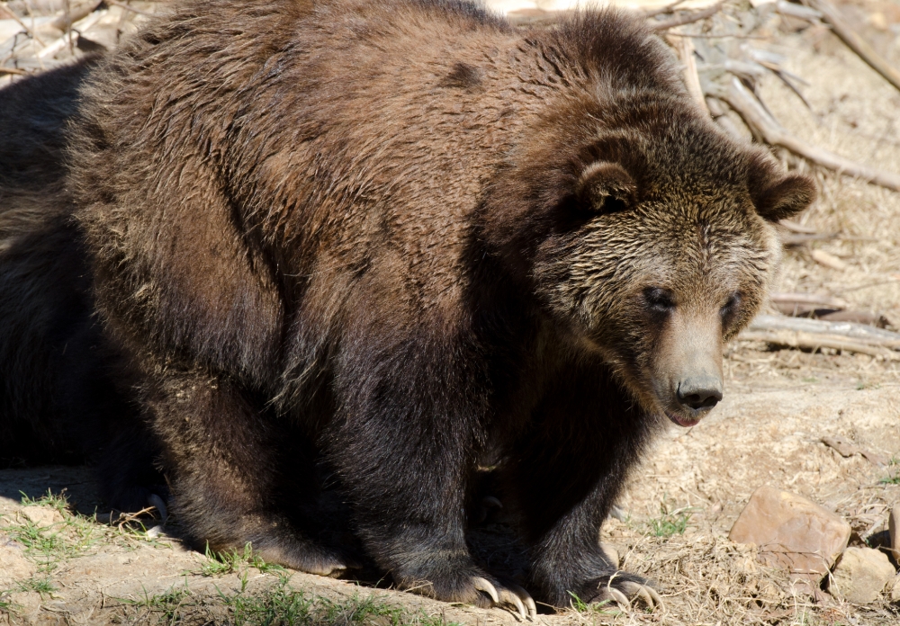 grizzly bear long claws