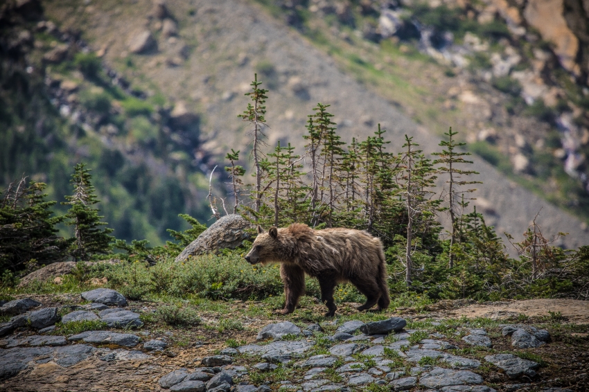 grizzly bear roaming in mountains of montana