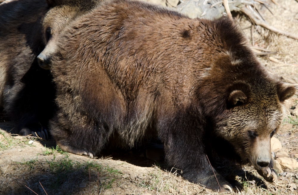 grizzly bear sitting in dirt