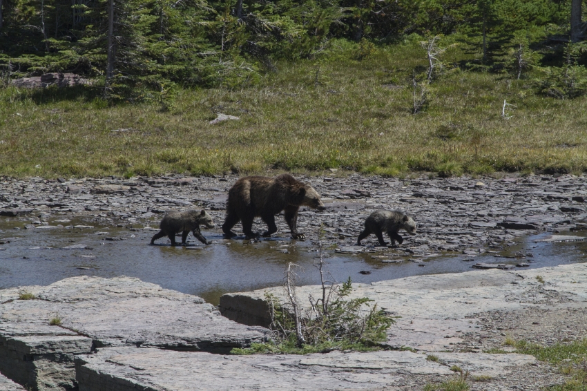 grizzly sow with cubs walking in stream