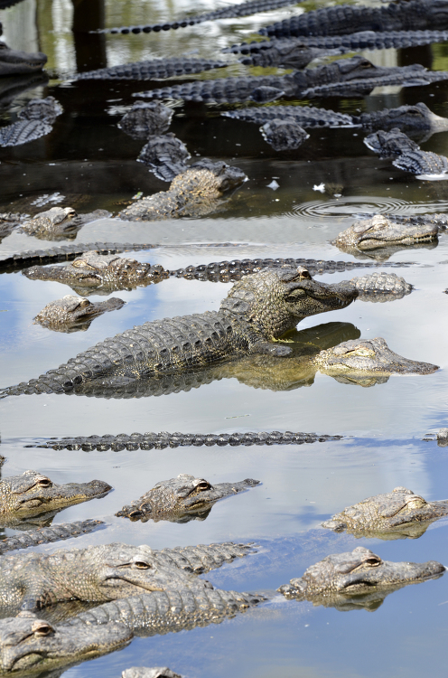 group of alligators in the water in florida