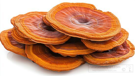 group of reishi mushrooms with a reddish brown color