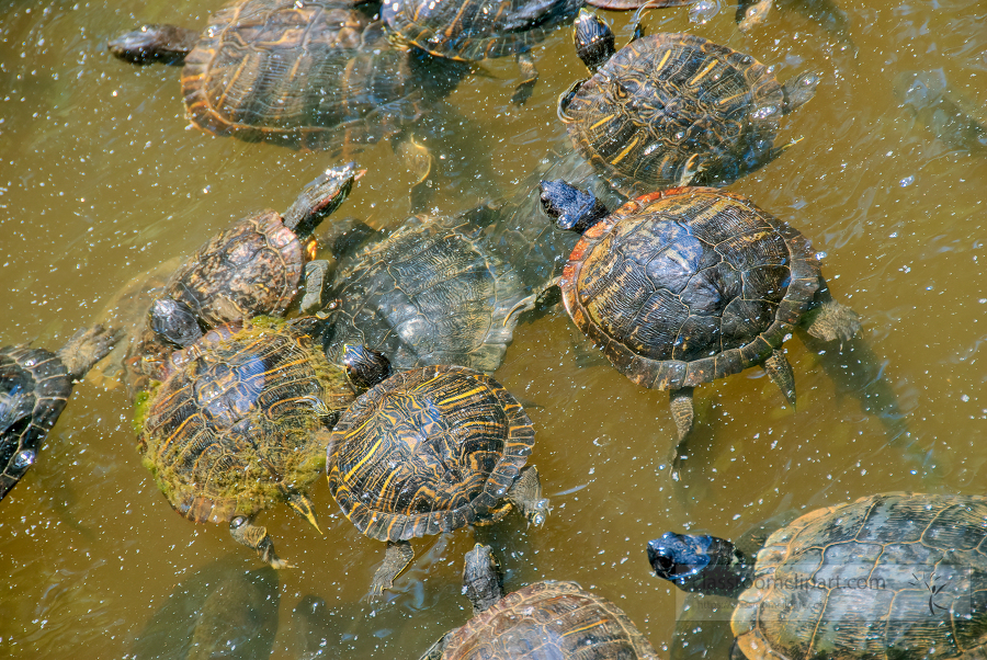 group of water turtles in a large pond 0317
