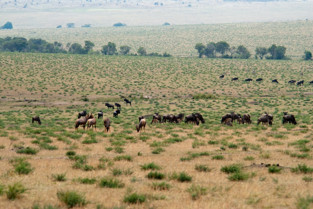 Group of Wildebeest