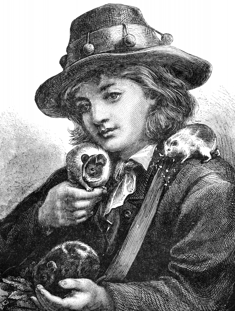 guinea pig historical illustration