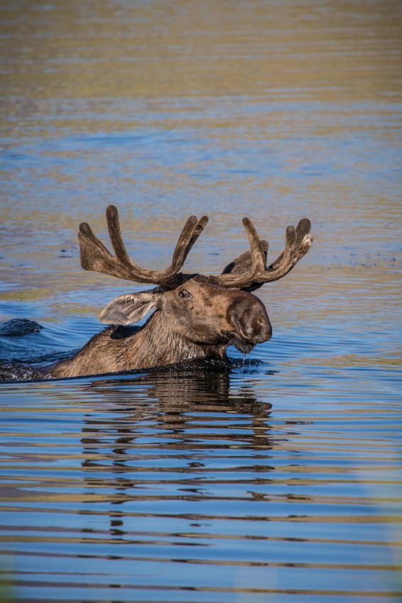 head of bull moose in lake