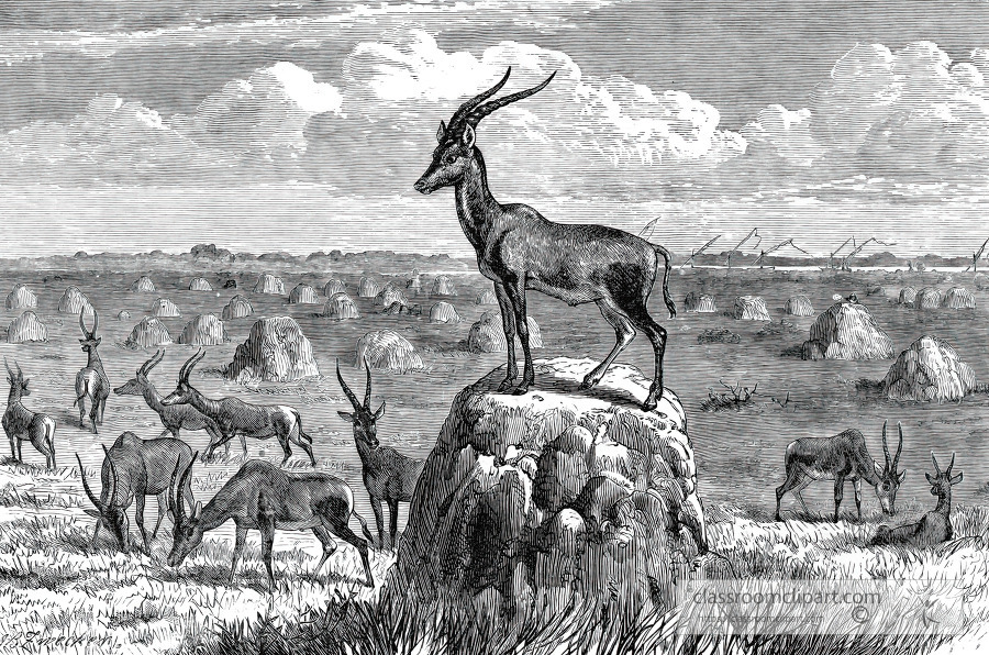 herd of antelope in africa historical illustration africa