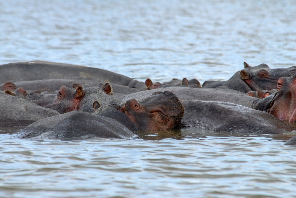 Hippopotamus Lake Naivasha, Kenya Africa Pod of Hippopotamus Lak