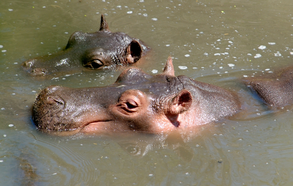 Hippopotamus, Masai Mara National Reserve, Kenya Africa baby hip