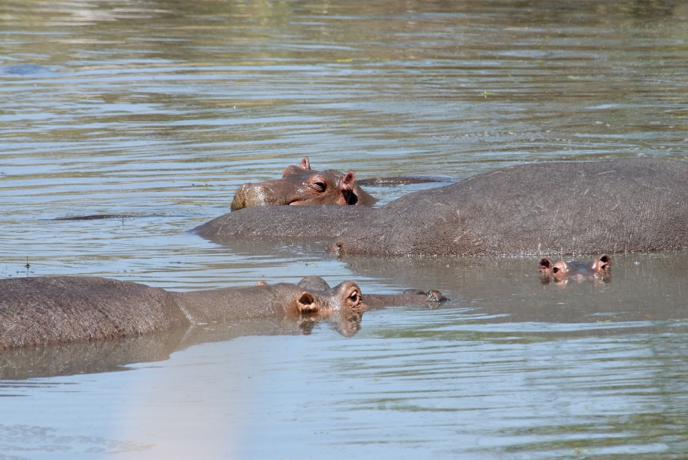 Hippopotamus, Masai Mara National Reserve, Kenya Africa hippopot