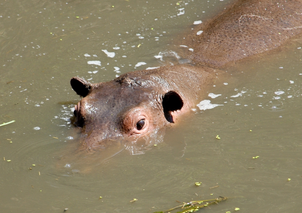 Hippopotamus, Masai Mara National Reserve, Kenya Africa hippopot