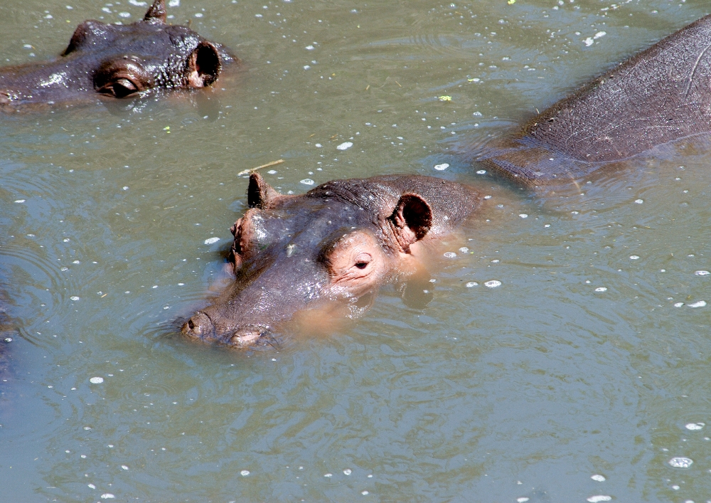 Hippopotamus, Masai Mara National Reserve, Kenya Africa maother 