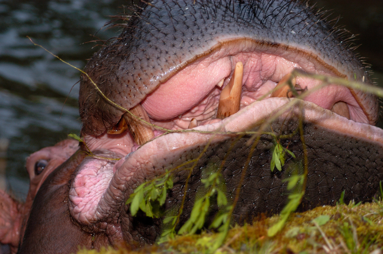 Hippopotamus zoo exhibit showcasing large teeth powerful jaws