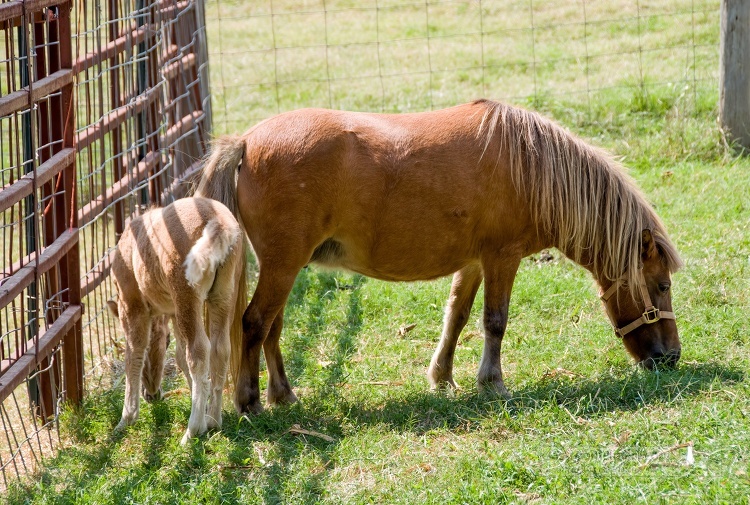 horse and a baby horse in a fenced field