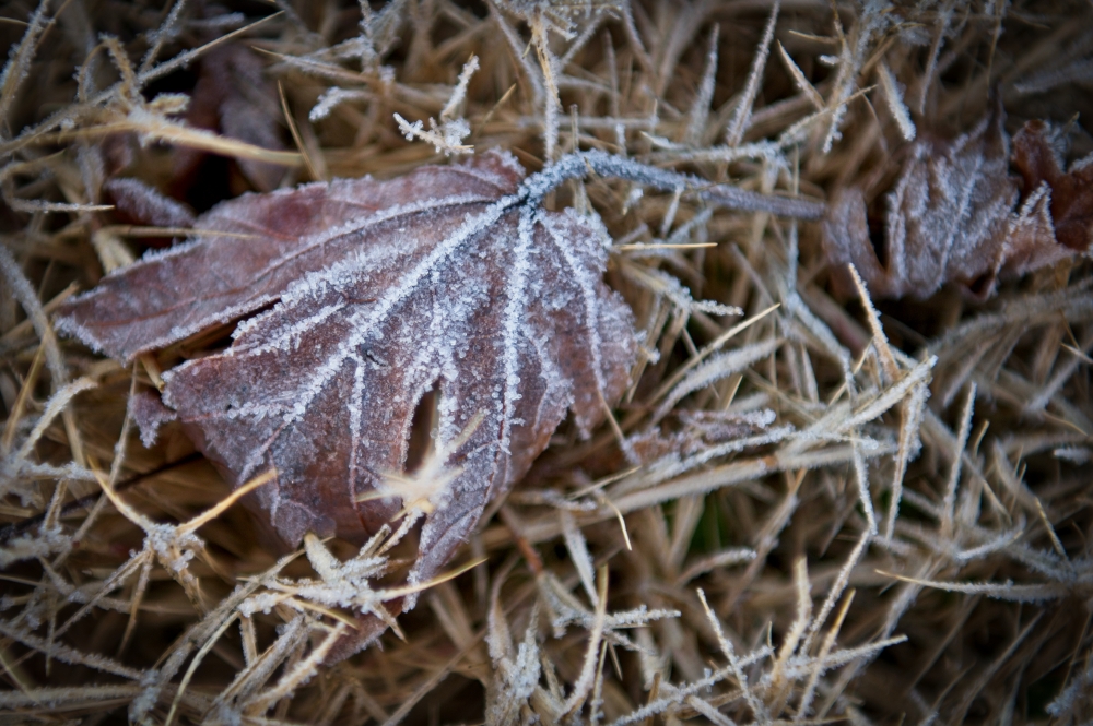 ice on leaf dropped on grass in winter photo