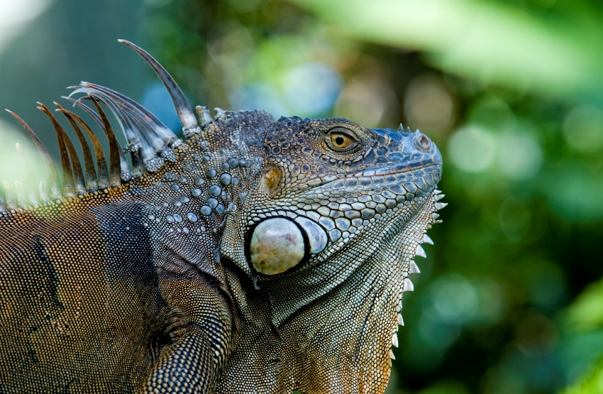 Iguana Costa Rica