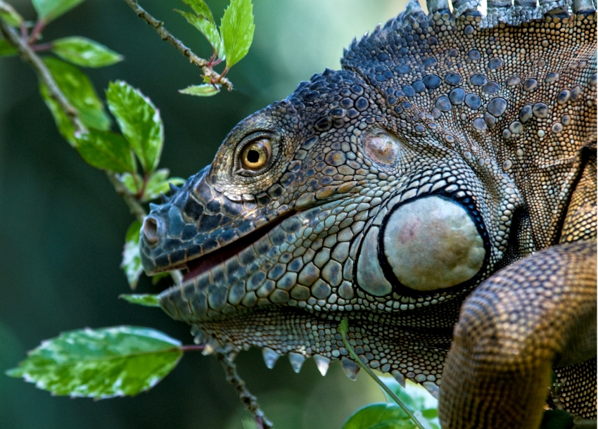 Iguana Costa Rica