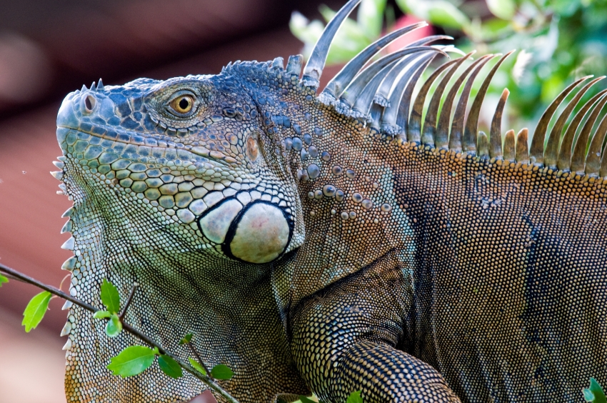 Iguana Costa Rica