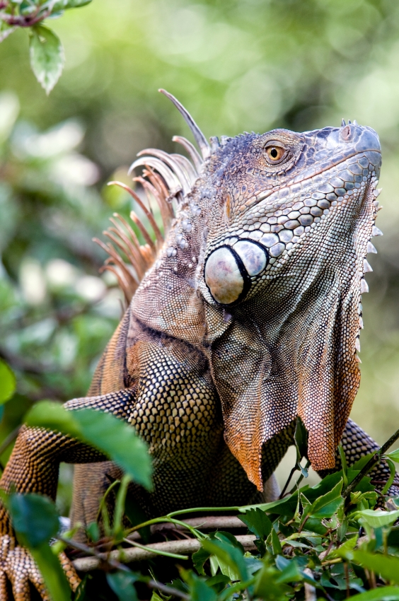 Iguana Costa Rica