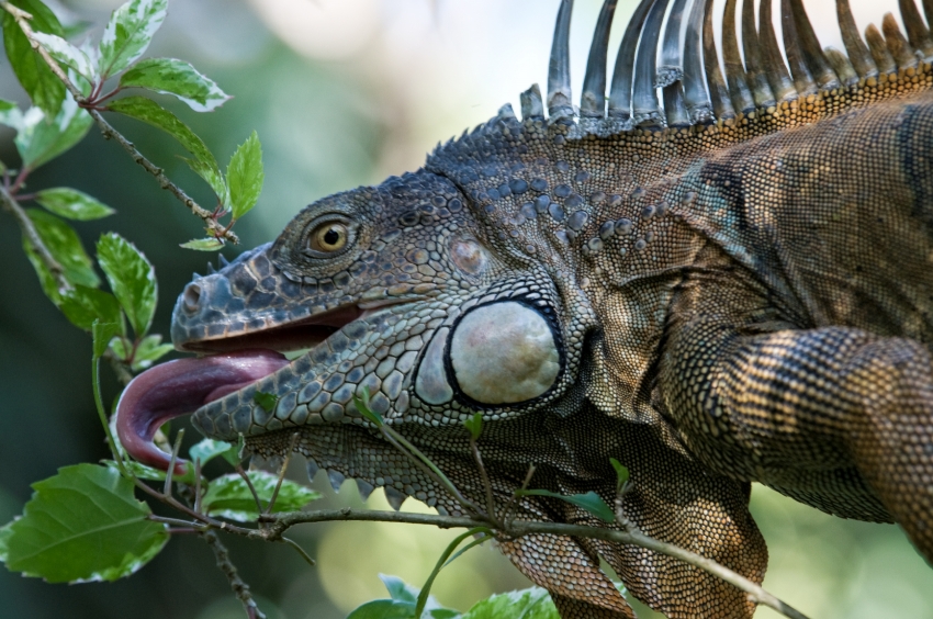 Iguana Costa Rica