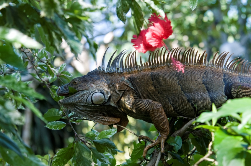 Iguana In Tree Costa Rica