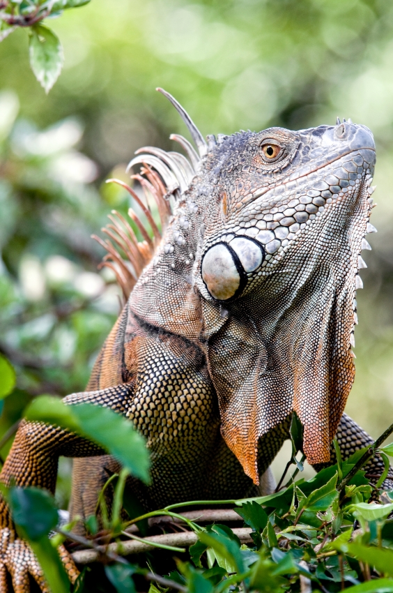 Iguana In Tree Costa Rica