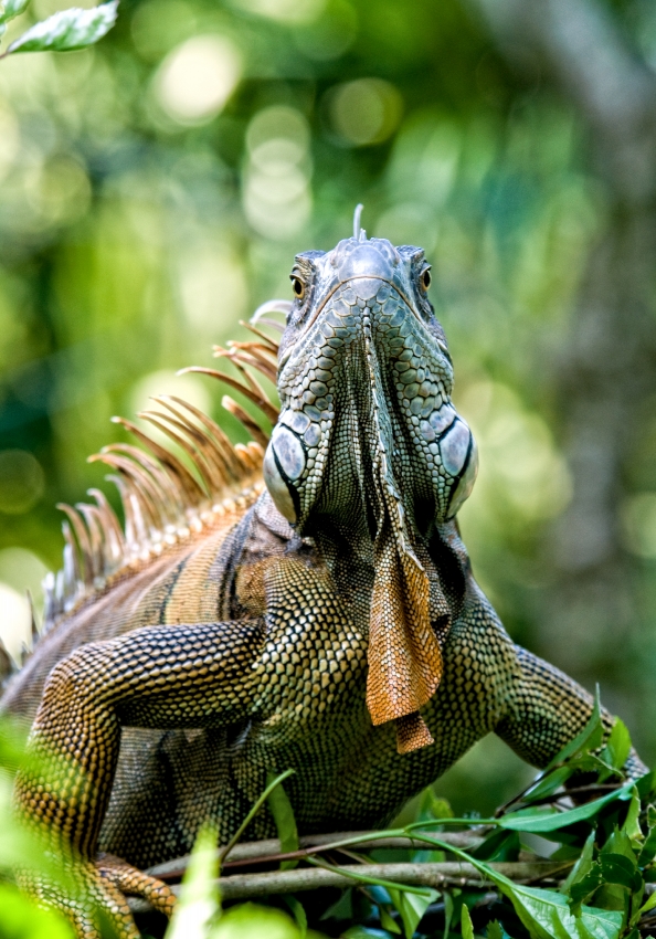 Iguana In Tree Costa Rica