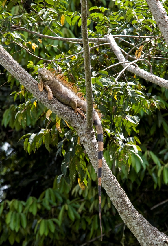 Iguana On Tree