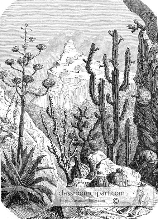 Illustration of a desert landscape with large cacti