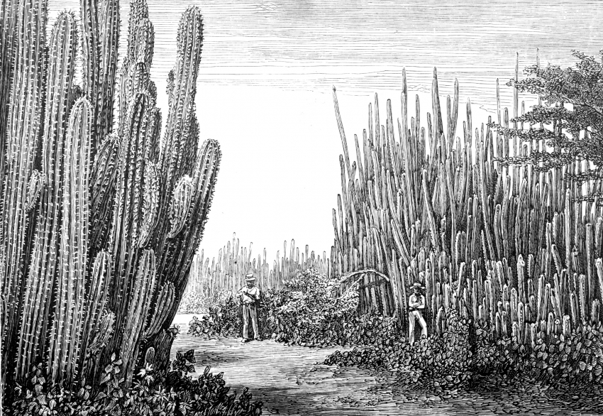 Illustration of Large Cactus im Guatemala
