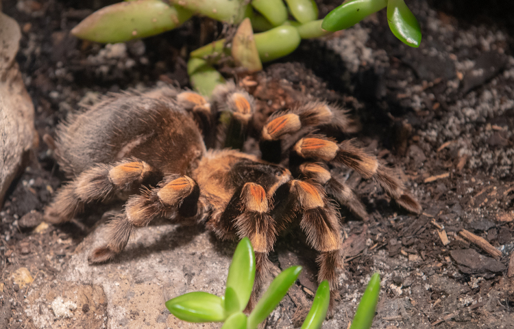 invertebrate arthropod tarantula photo