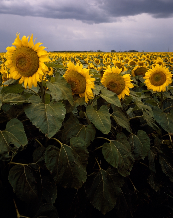 Kansas sunflower field up close