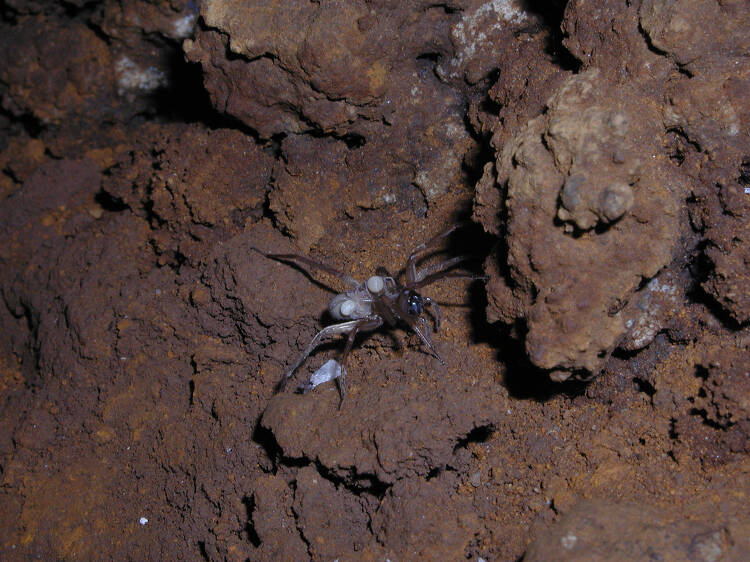Kauai Cave wolf spider with spiderlings
